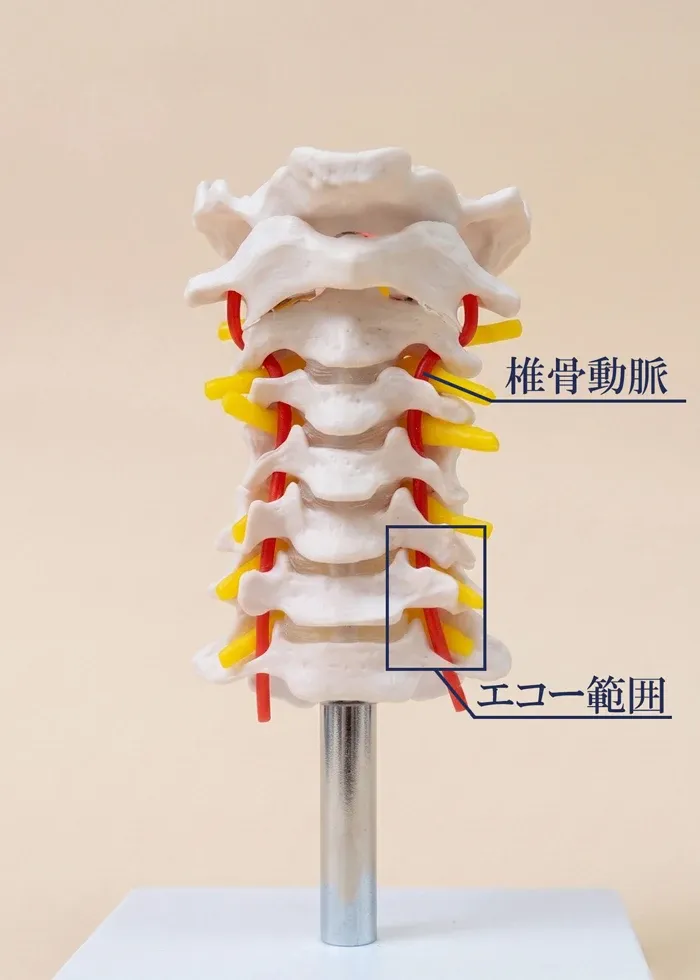椎骨動脈の模型