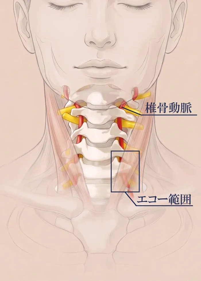 椎骨動脈のイラスト